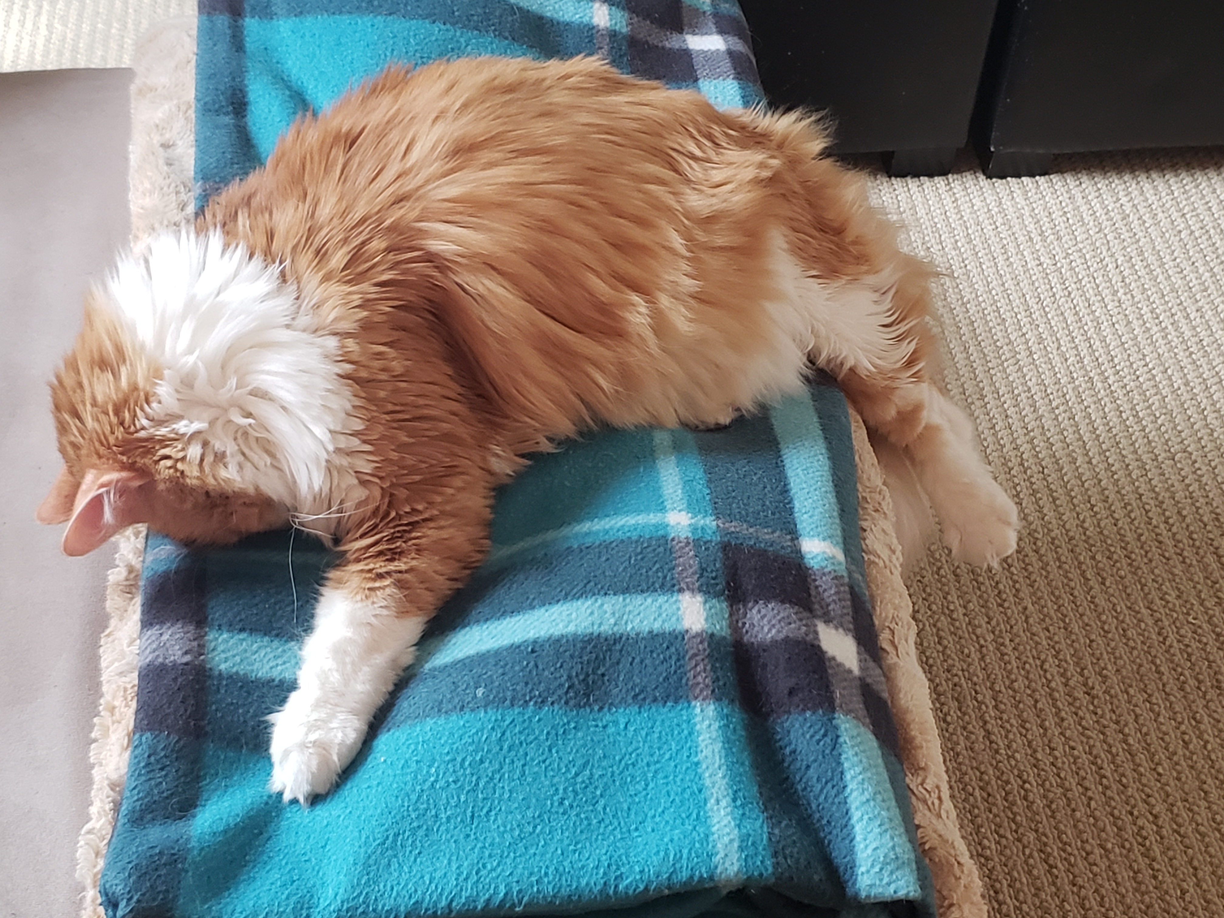 kittiman sleep